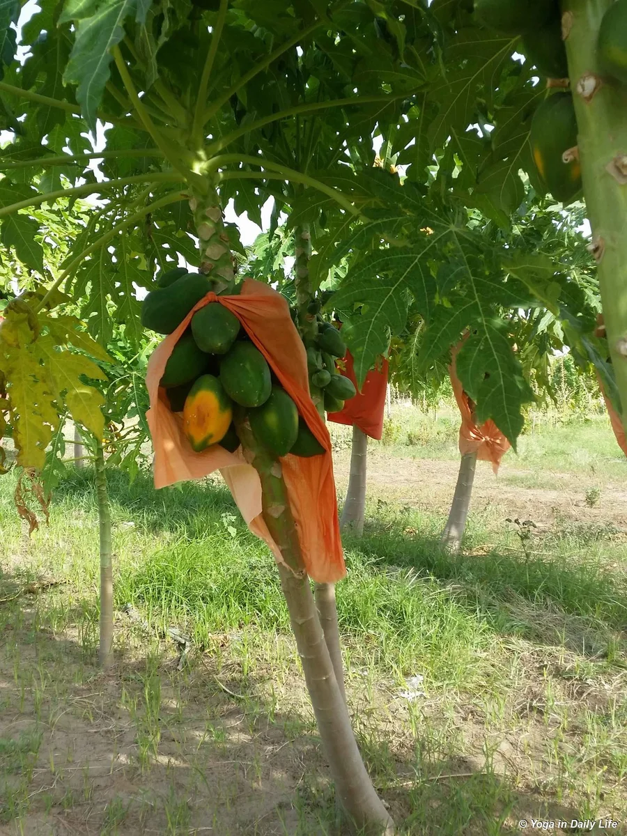 Papayas finally starting to ripen